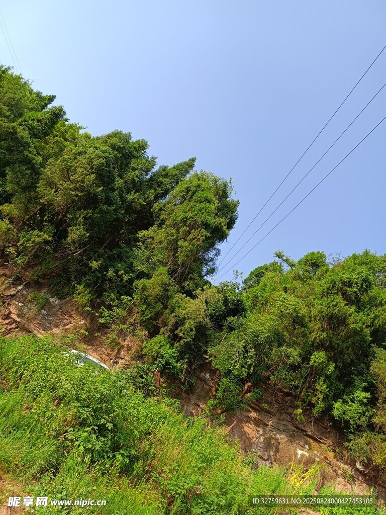 山坡绿意盎然的茂密树林