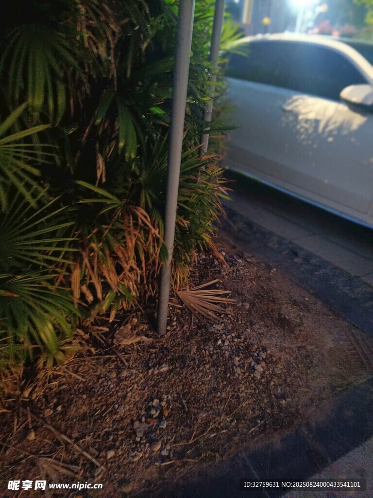 路边绿植旁的白色汽车