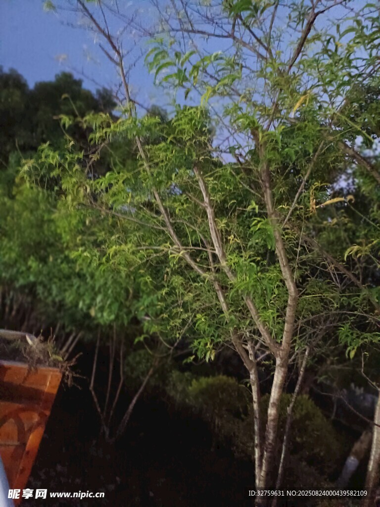 庭院中的光秃树木景观