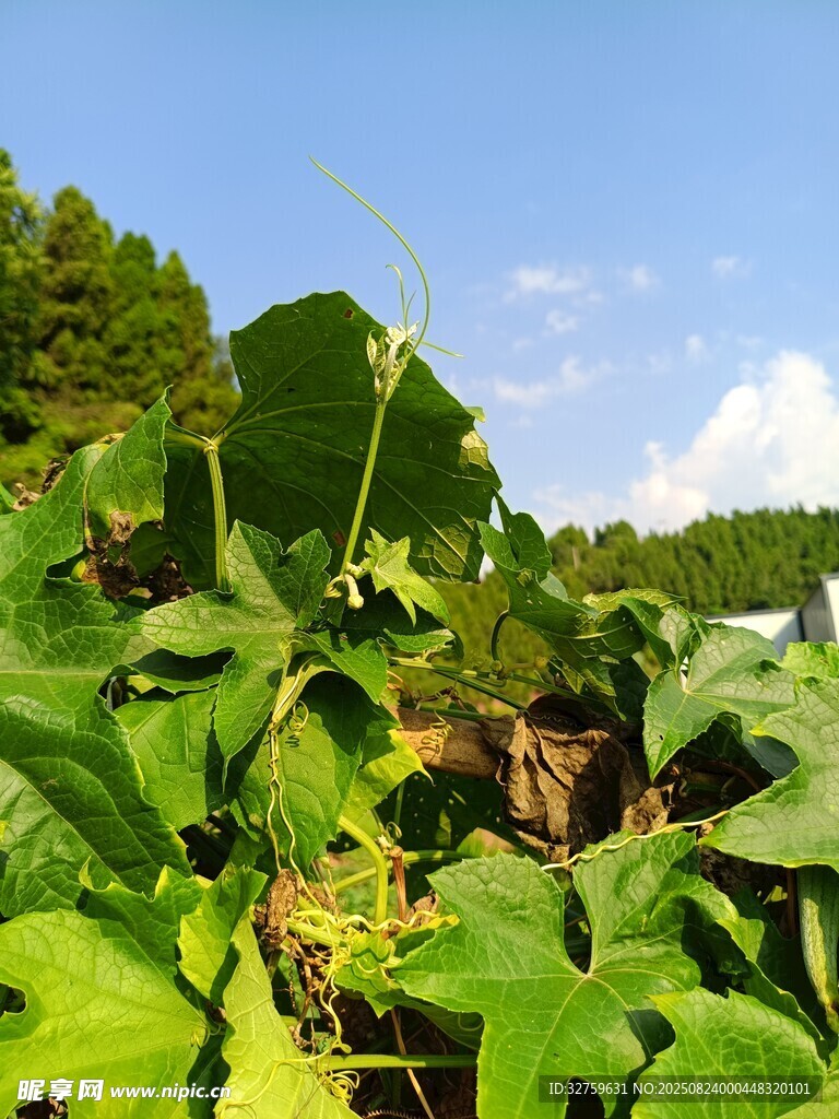 绿意盎然的农田景象