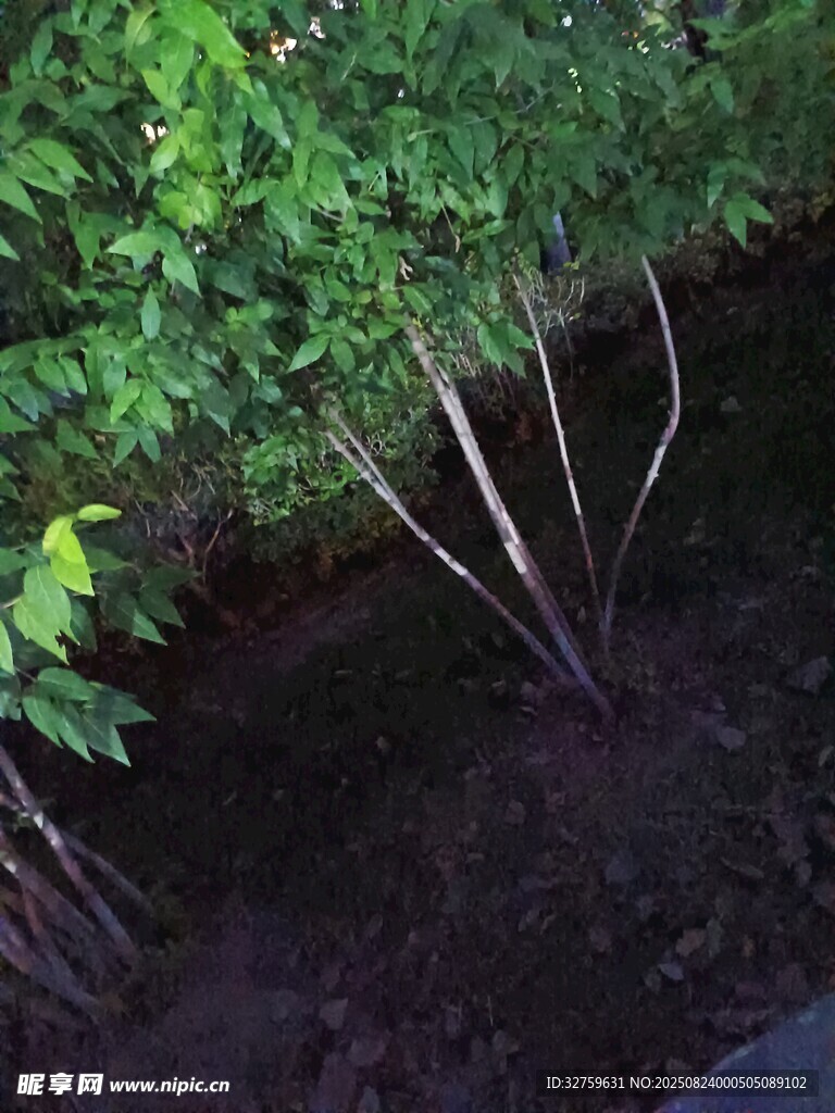 茂密绿植下的深色土壤