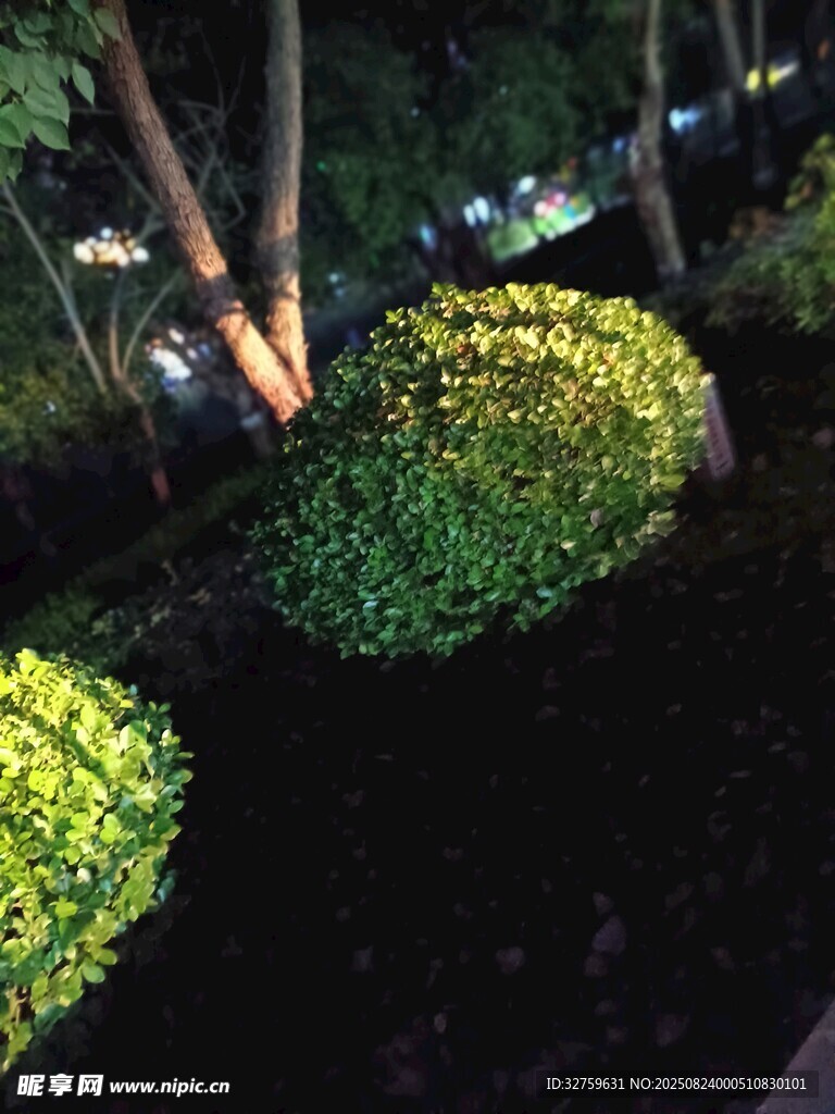 夜晚绿植景观