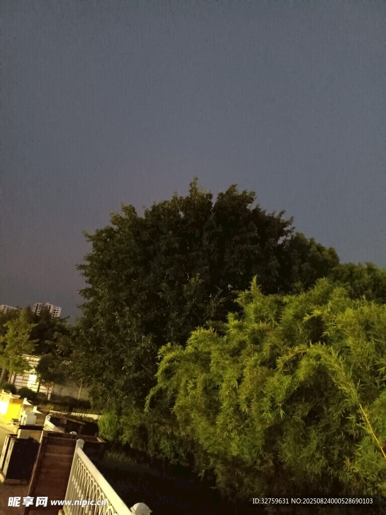 夜幕下的绿植景观