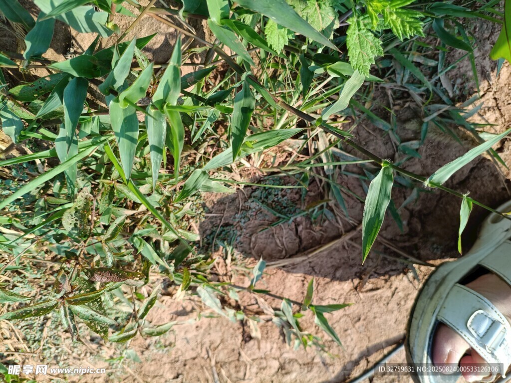 草地中的鞋子与绿植