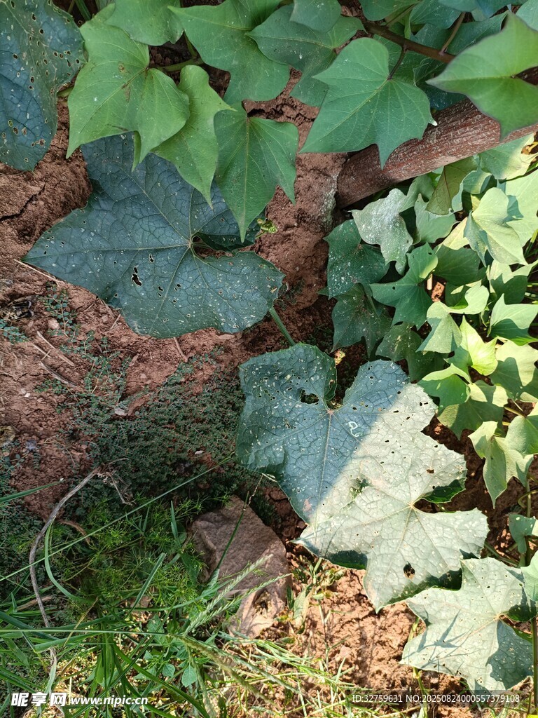 地面上的绿叶植物