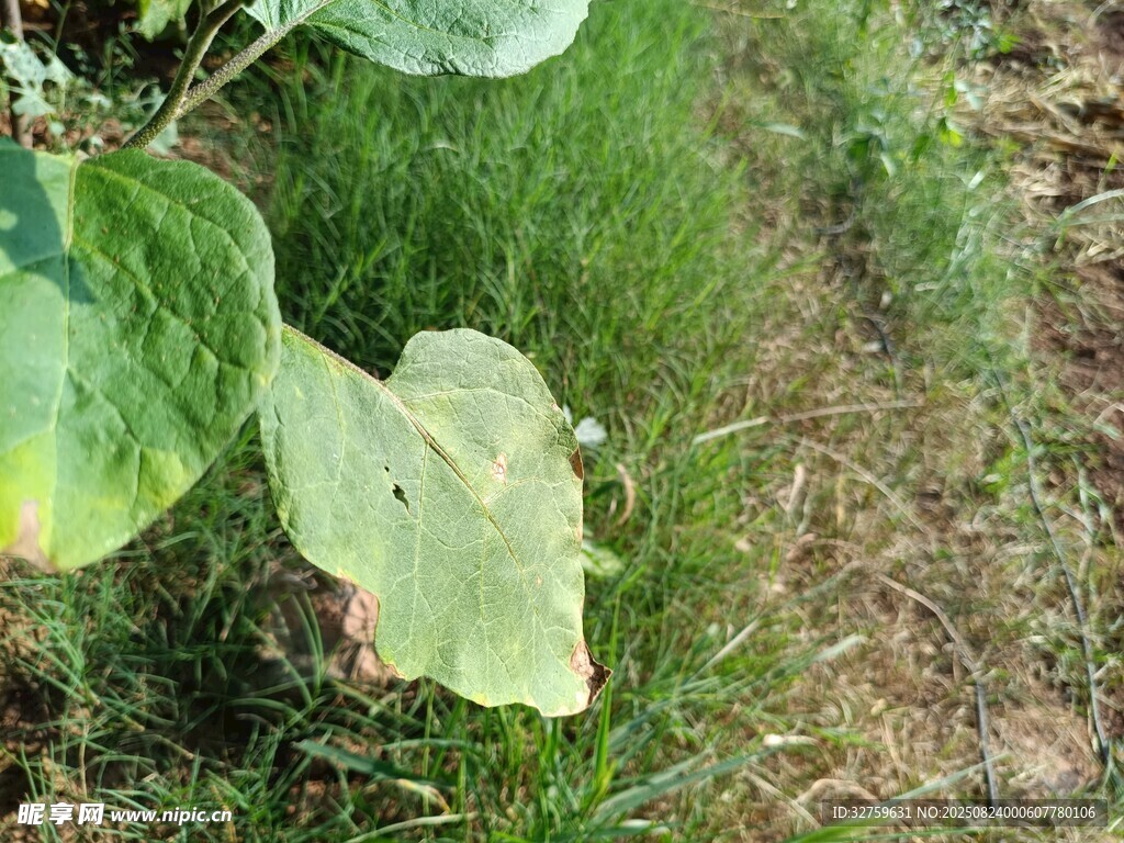 绿叶与草地的自然景致