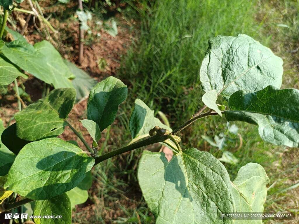 绿叶植物特写