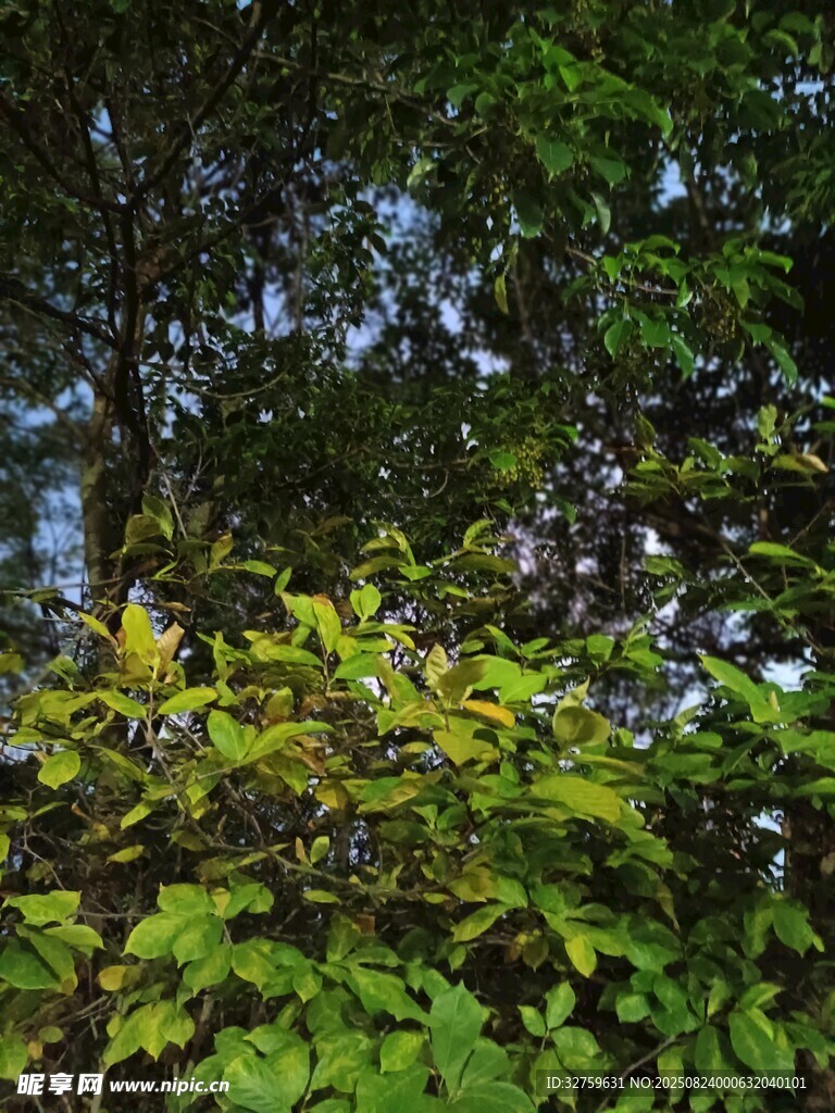 茂密树林中的翠绿枝叶