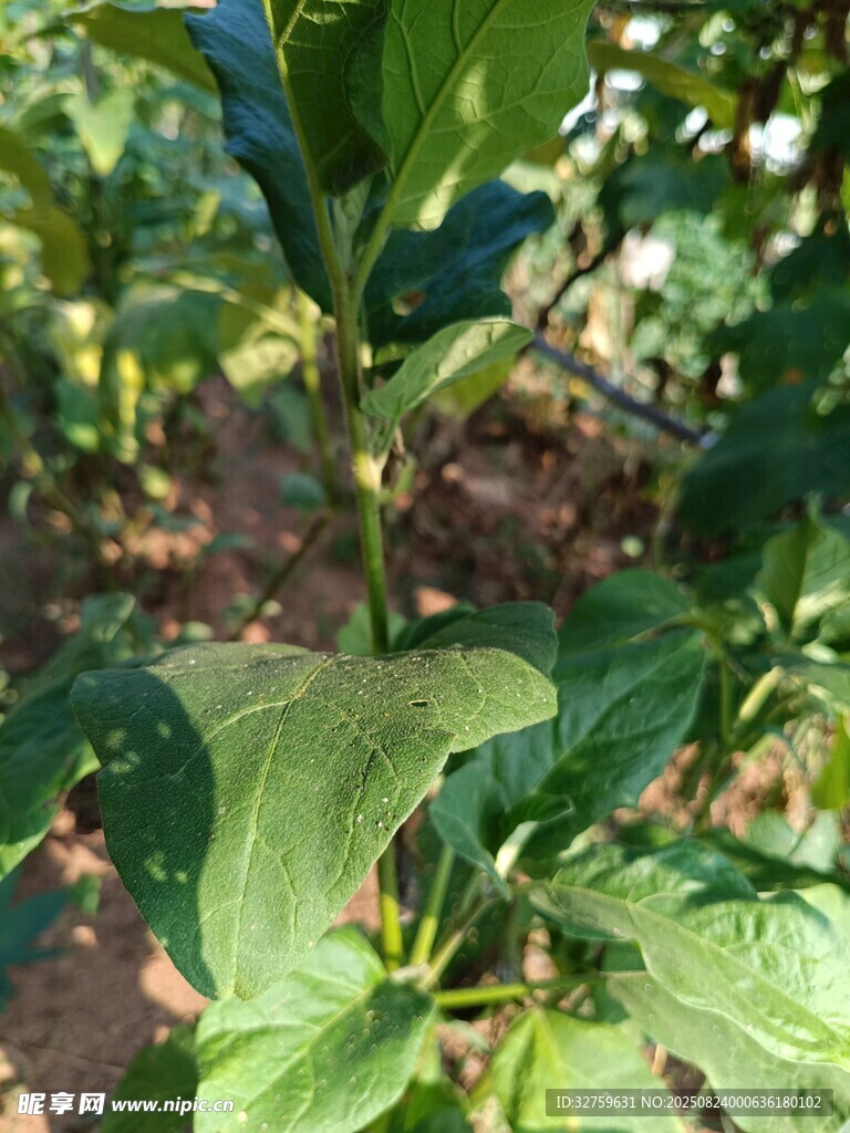 田间生长的翠绿辣椒植株