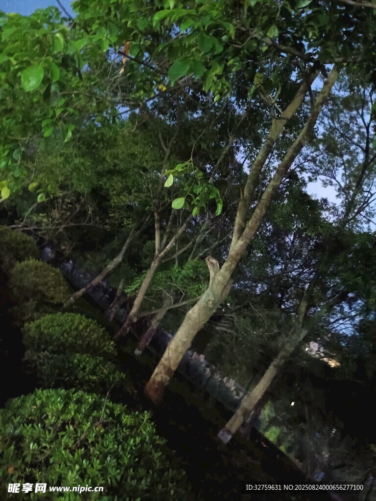 园林绿植景观