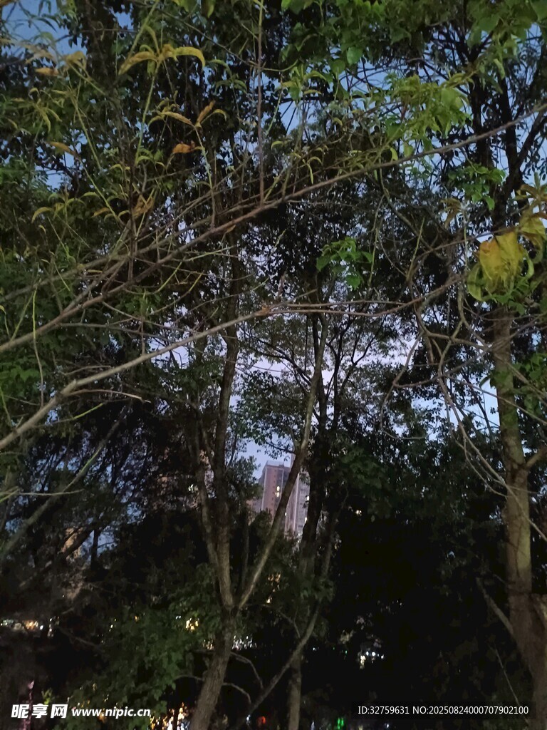 夜幕下的繁茂树林