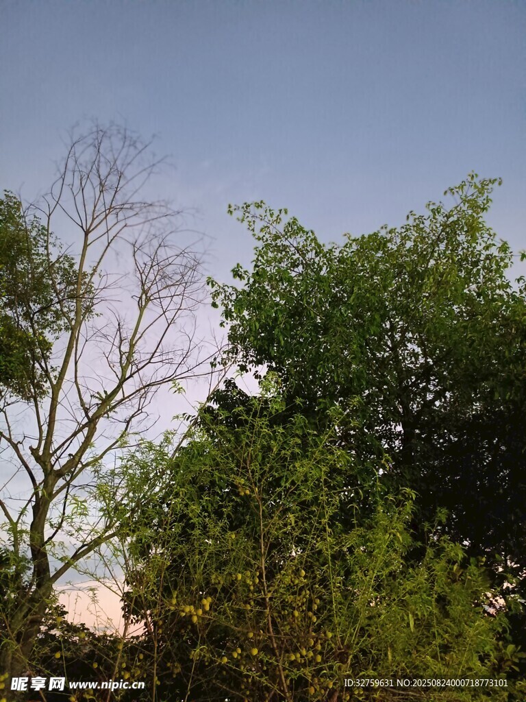 树梢上的蓝天与繁茂绿树