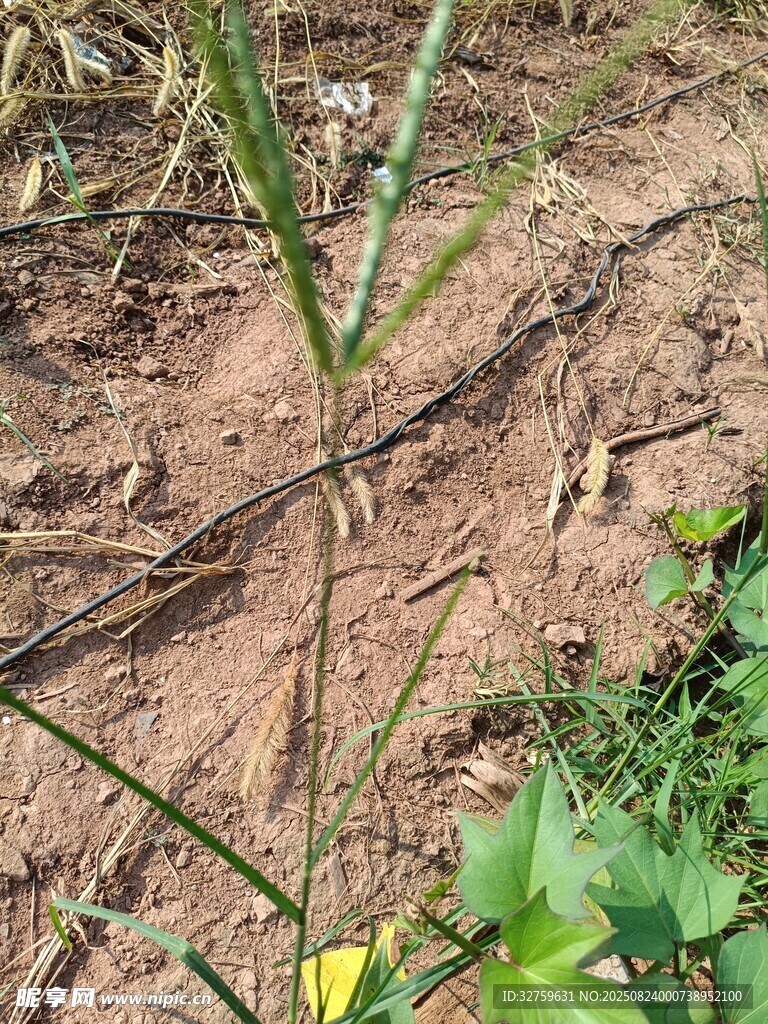 田野中的植物与泥土
