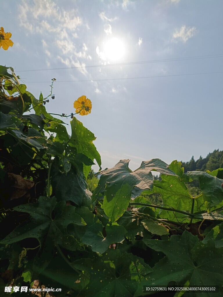 阳光下 