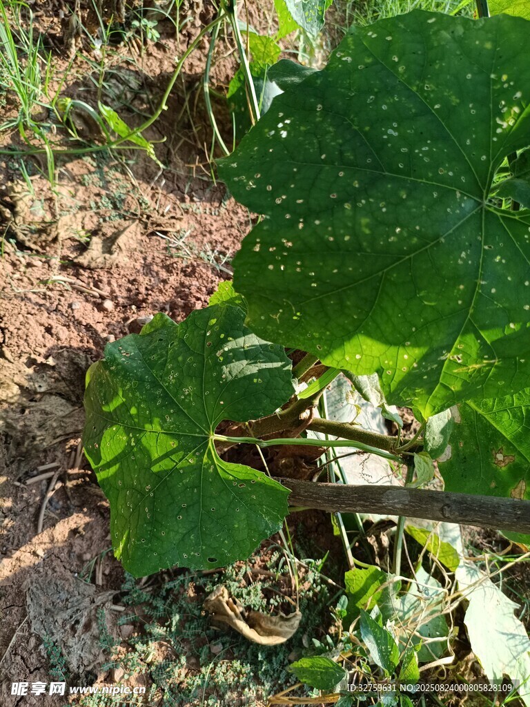 绿叶下的泥土与植物