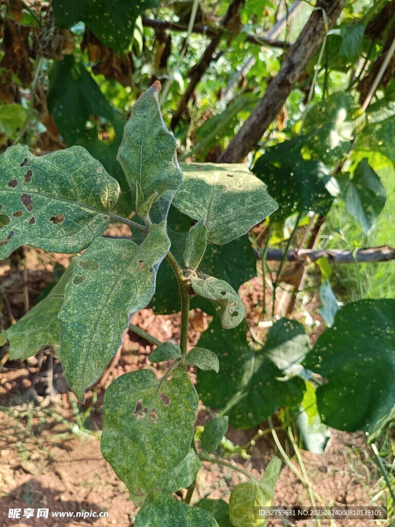 长斑点的植物叶片