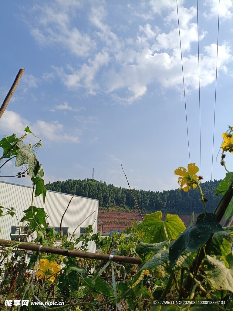 田园风光中的自然景致