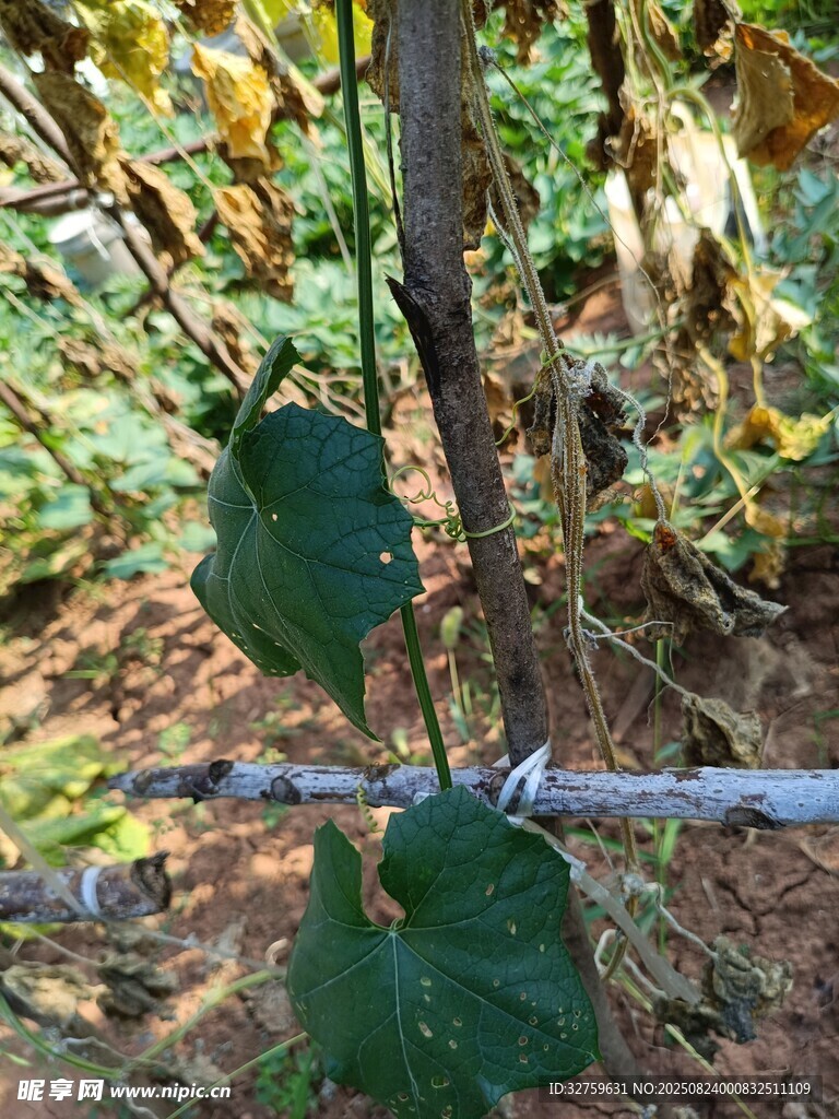 葡萄藤特写