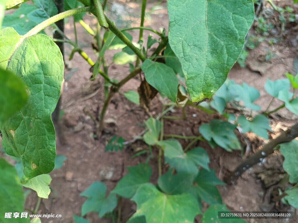 田间生长的绿色植物