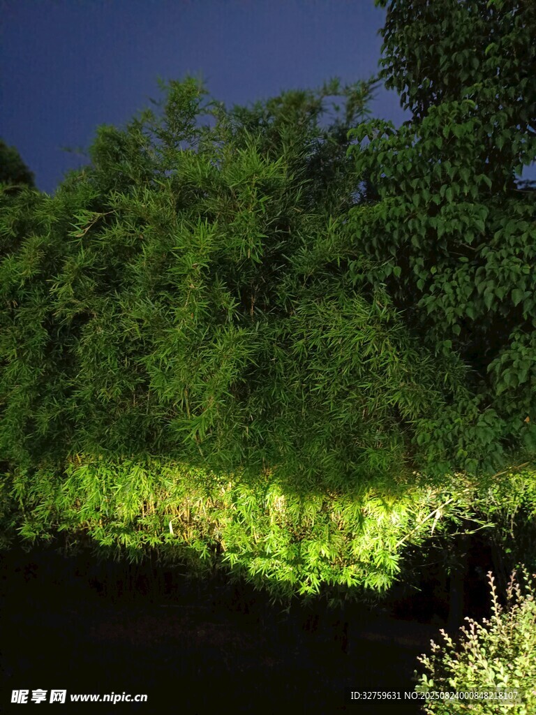 夜幕下的葱郁森林景观