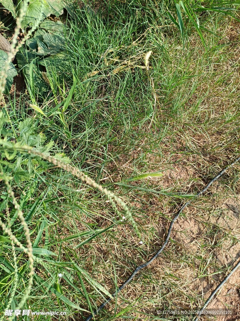 野外草地中的带刺植物