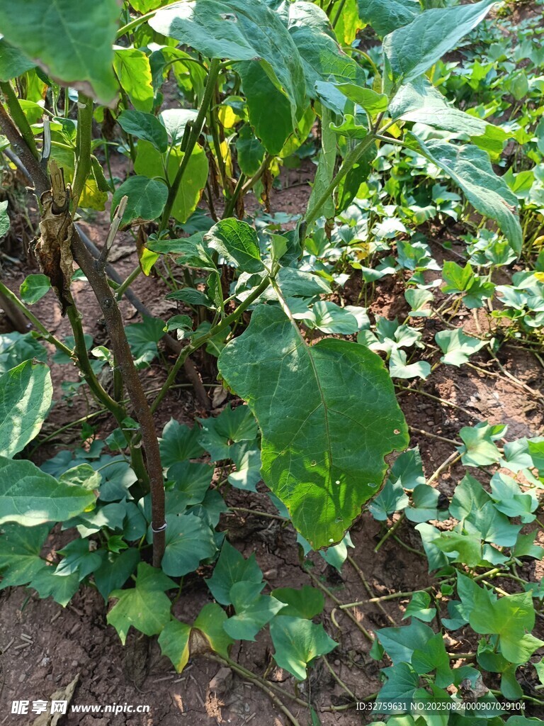 绿叶繁茂的植物景观