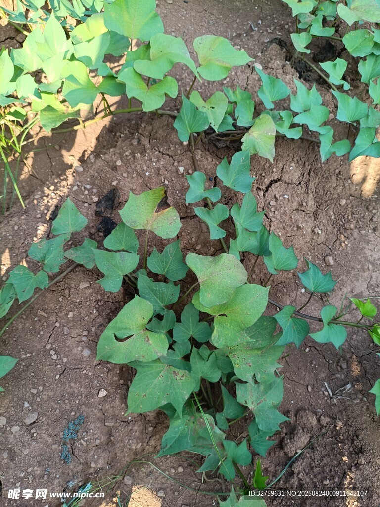 地面上的绿色瓜类植物