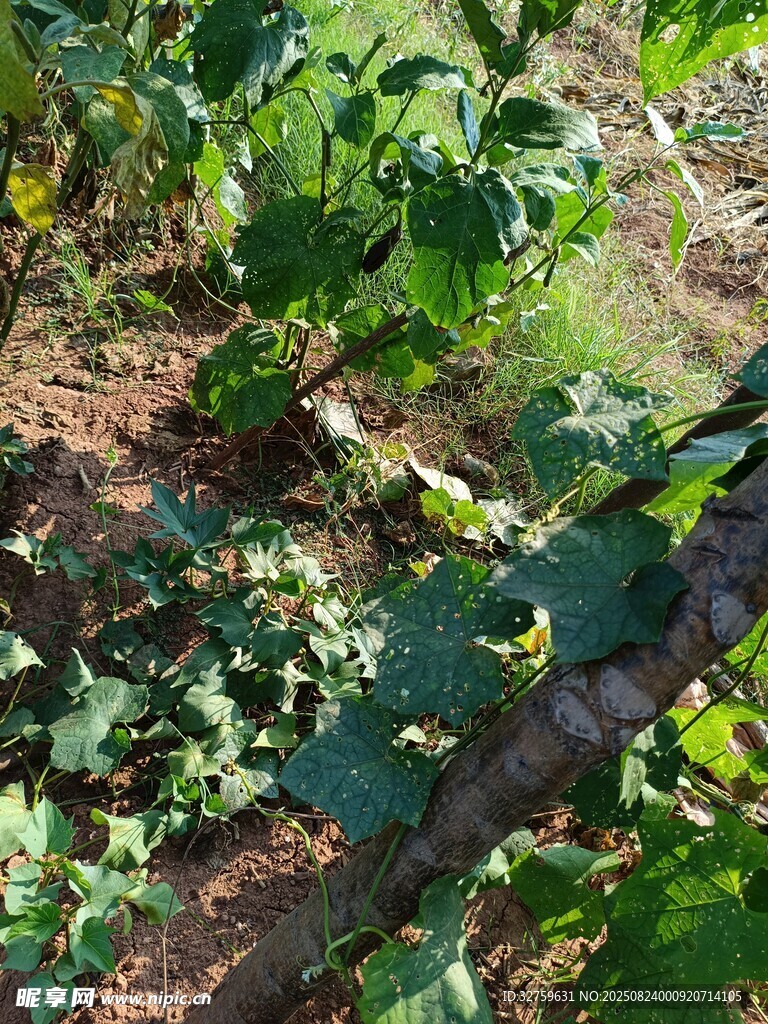 农田里的繁茂绿色植物