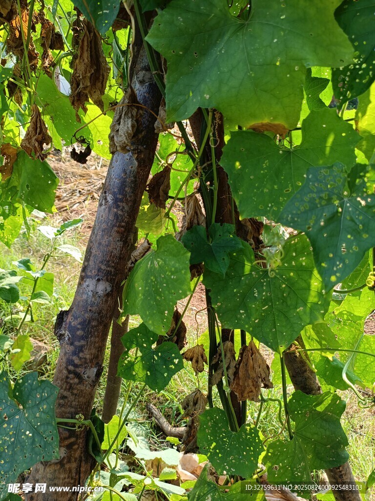 葡萄藤特写