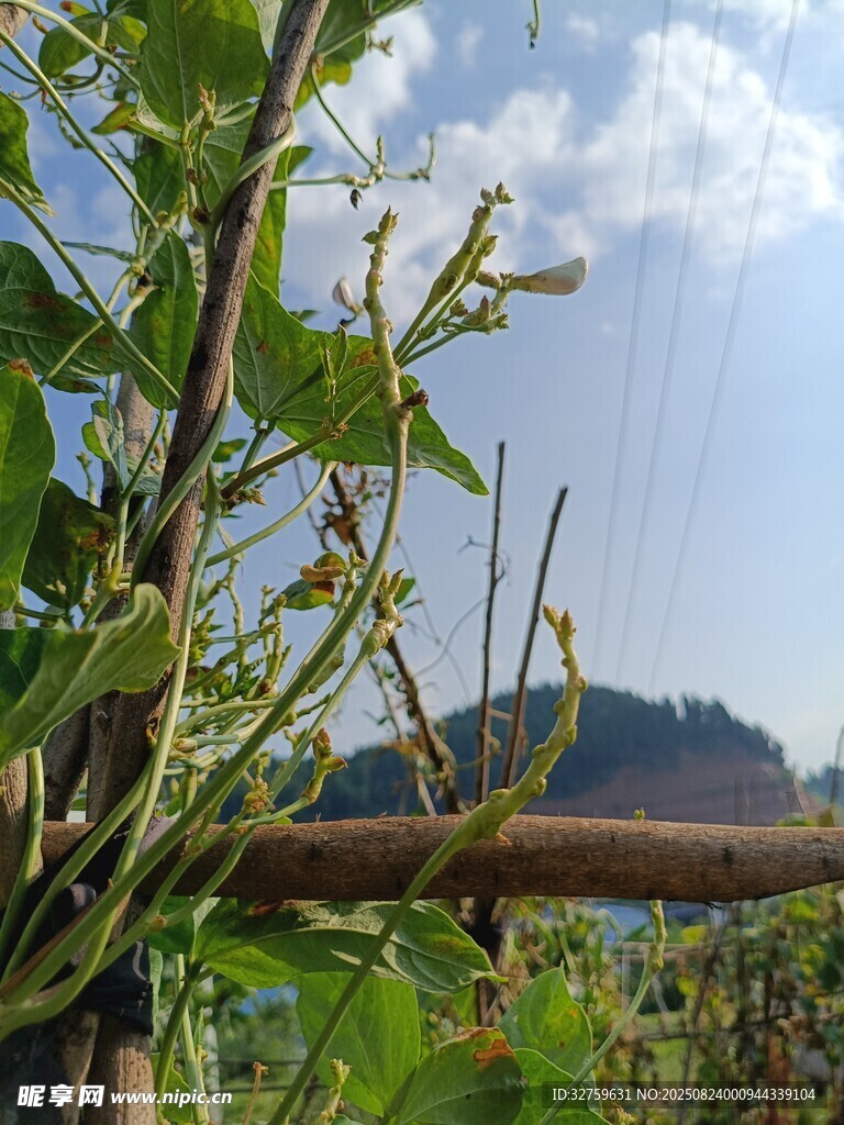 藤蔓植物生长于户外场景