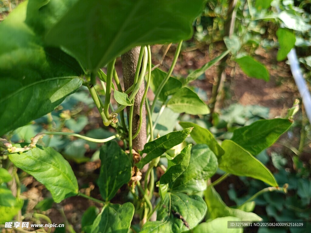 绿叶藤蔓植物特写