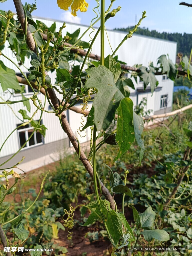 庭院绿植与远处建筑景观