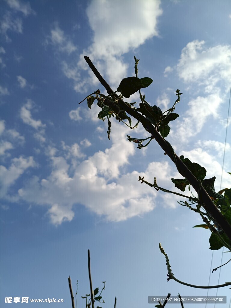 枝头蜻蜓伴蓝天与白云