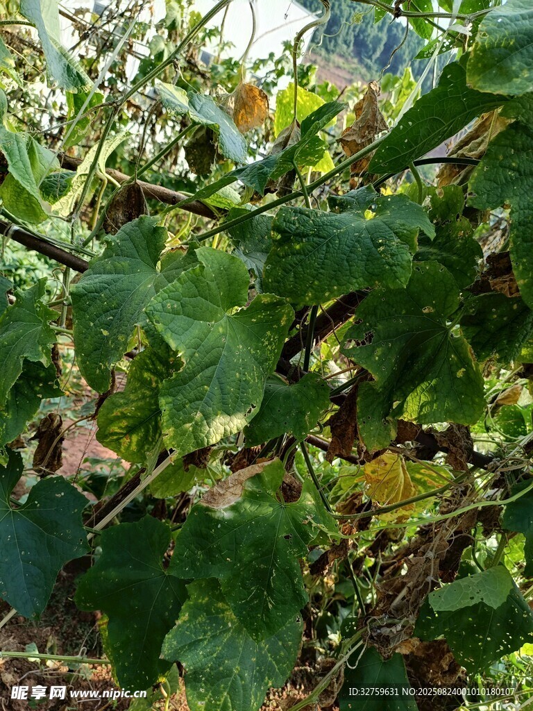 绿叶繁茂的植物枝干