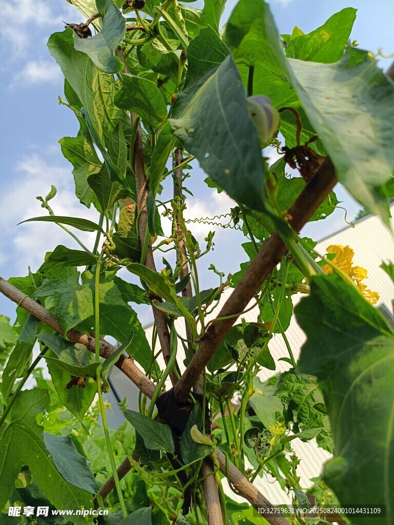 绿叶繁茂的植物枝干