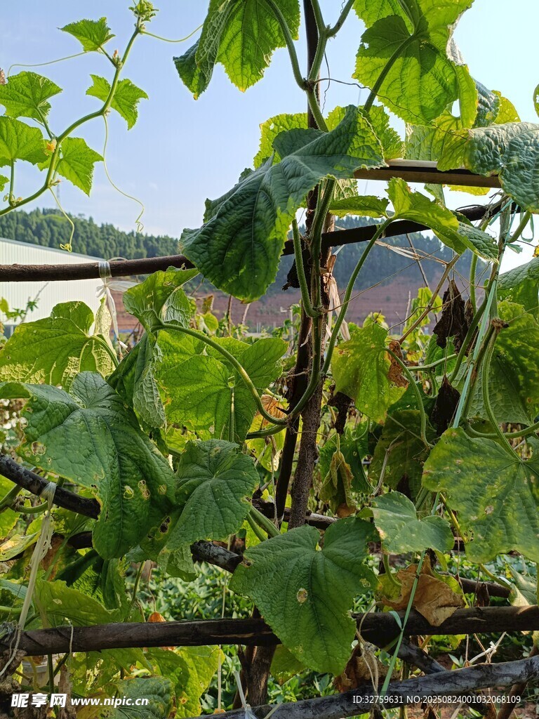 葡萄藤架下的绿意景象