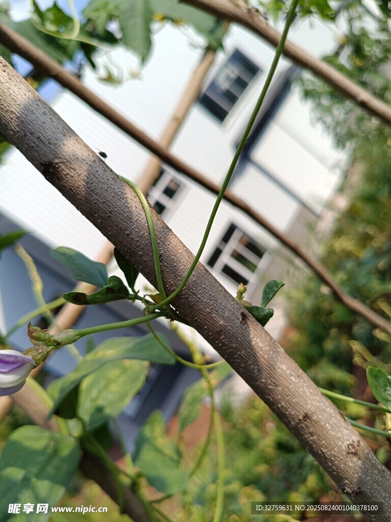 树枝上的绿叶与背景房屋
