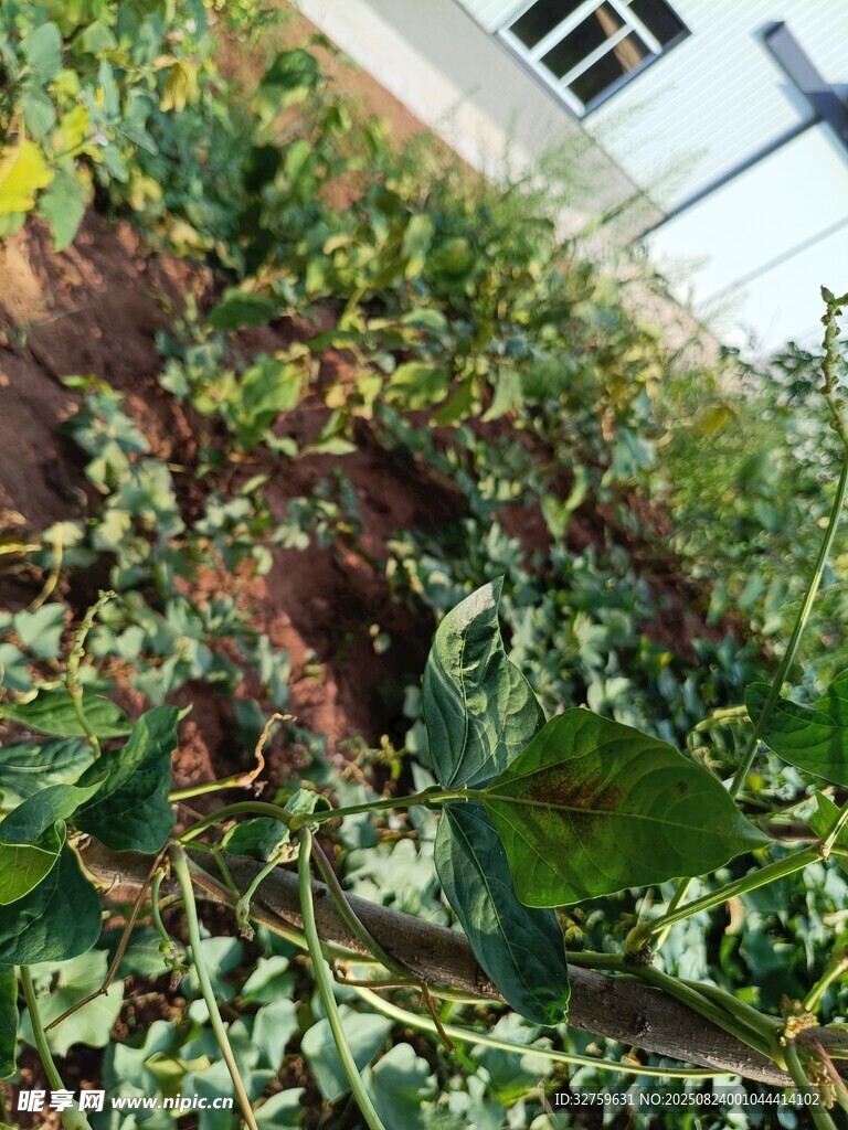 菜园中的茂盛蔬菜植物