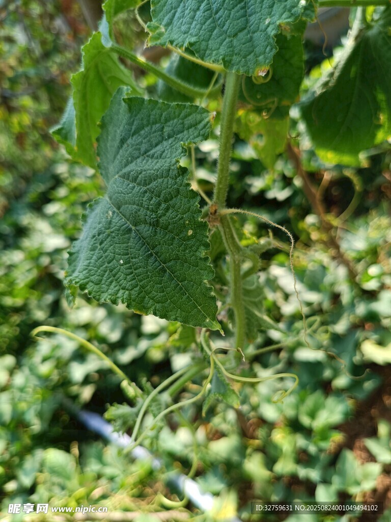 翠绿葡萄藤叶特写