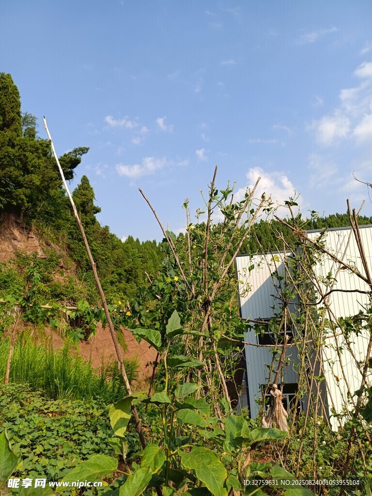 乡村绿植环绕的白色小屋