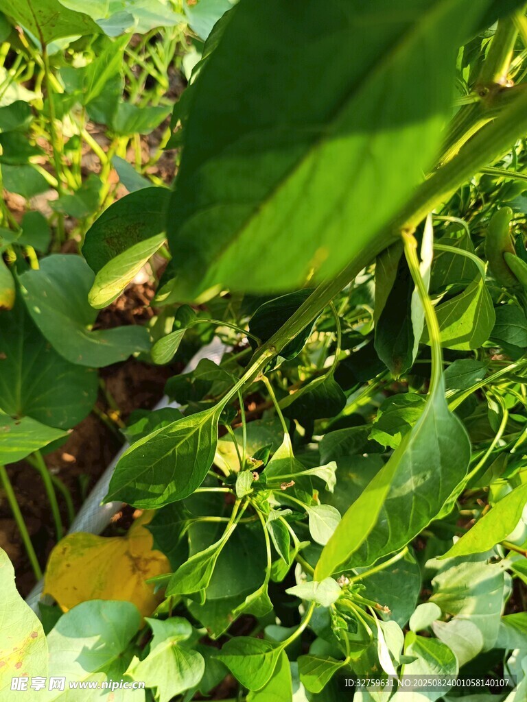 绿叶丛中的黄色果实