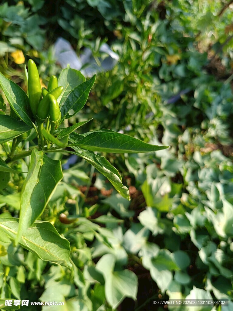 绿叶繁茂的植物景象