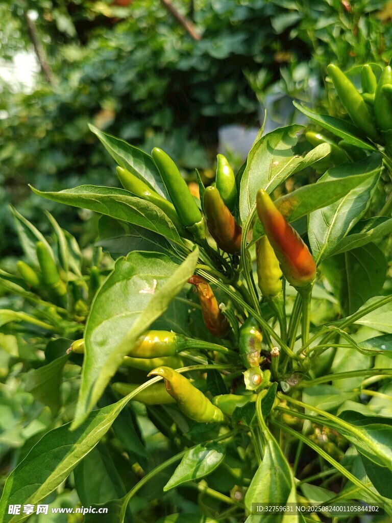 枝头辣椒生机盎然