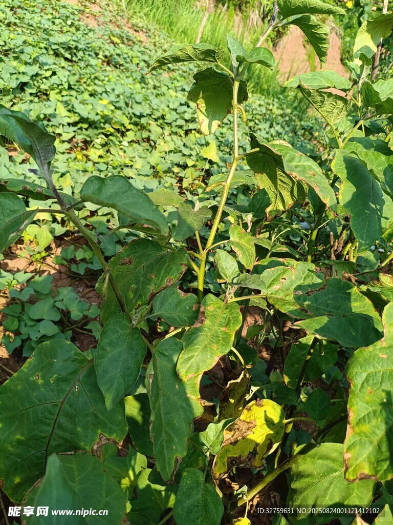 田间生长的茂盛番茄植株
