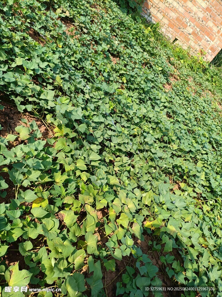 翠绿爬山虎覆盖墙面