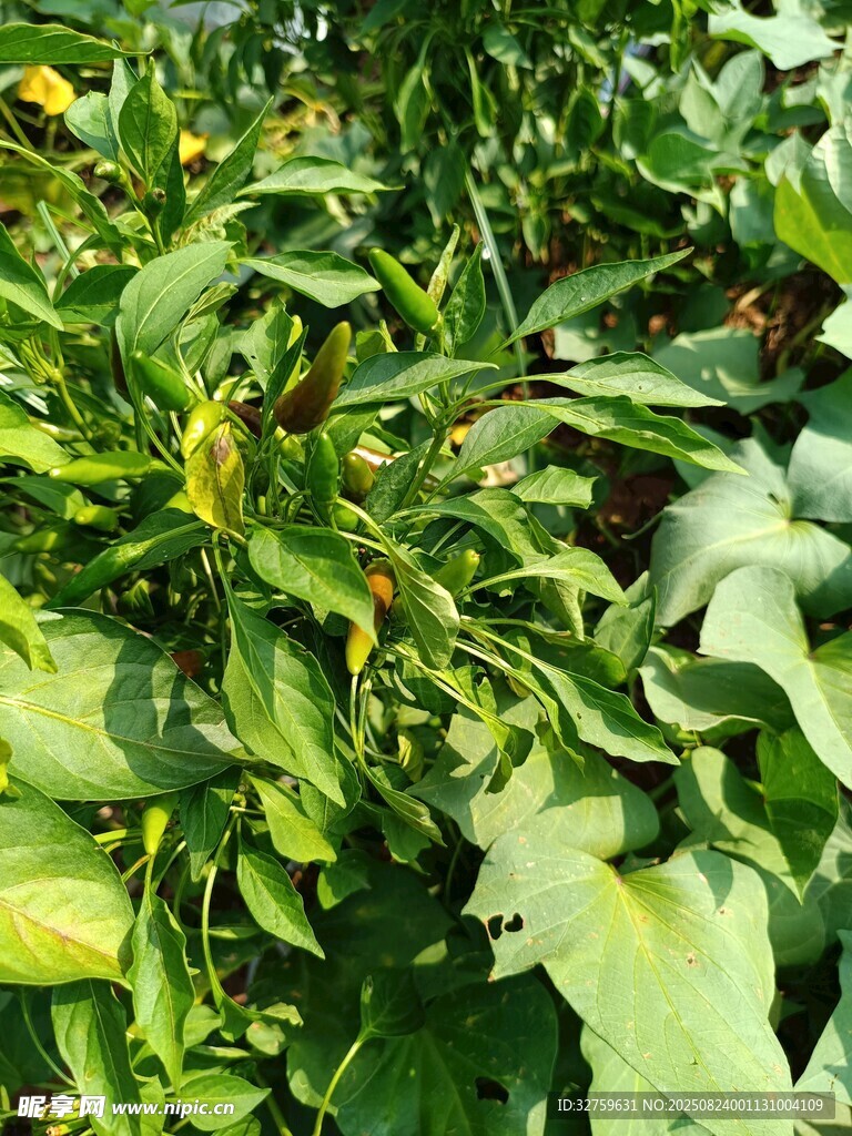 绿叶繁茂的植物景观