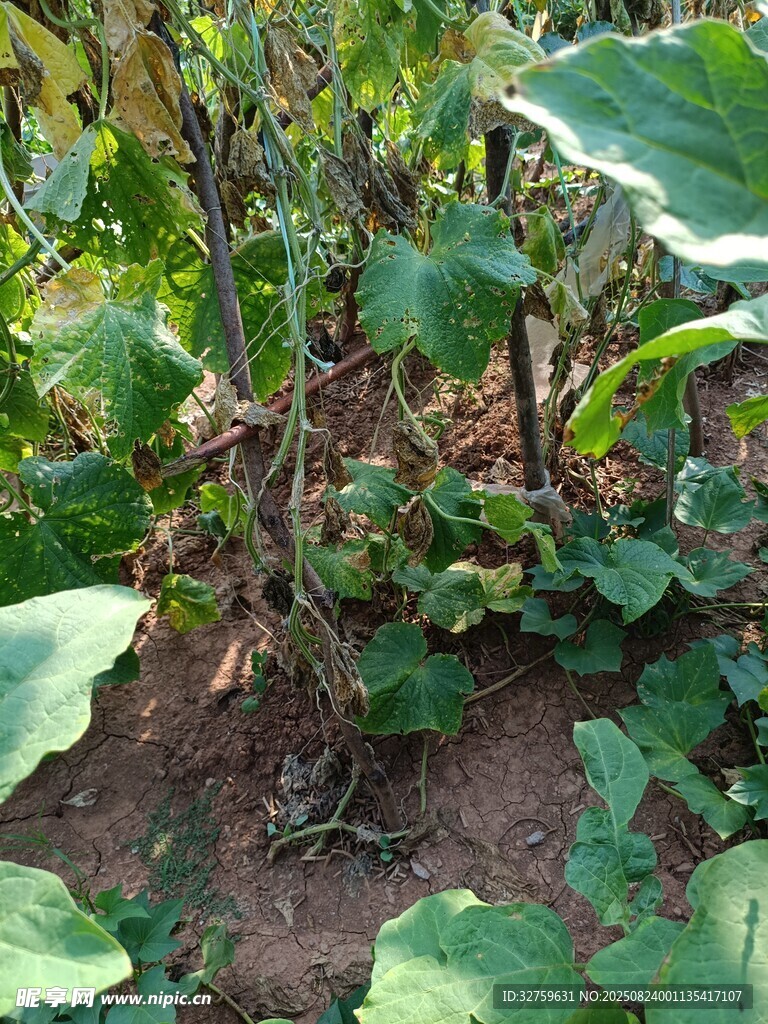 农田中的茂盛蔬菜植株