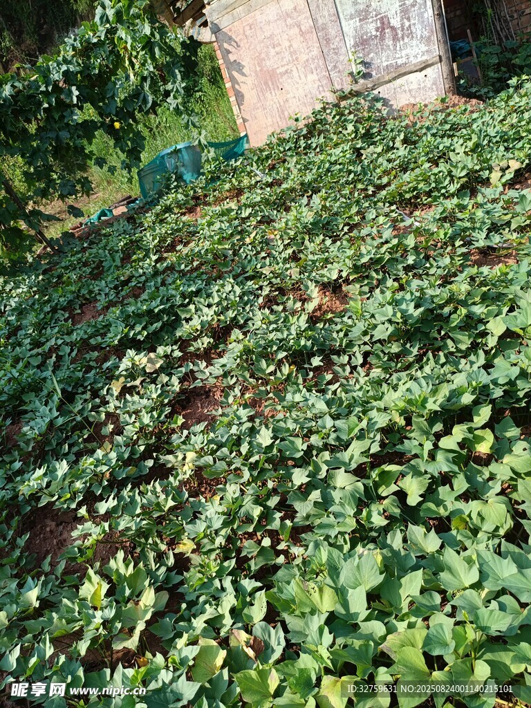 绿叶繁茂的地面植物景观