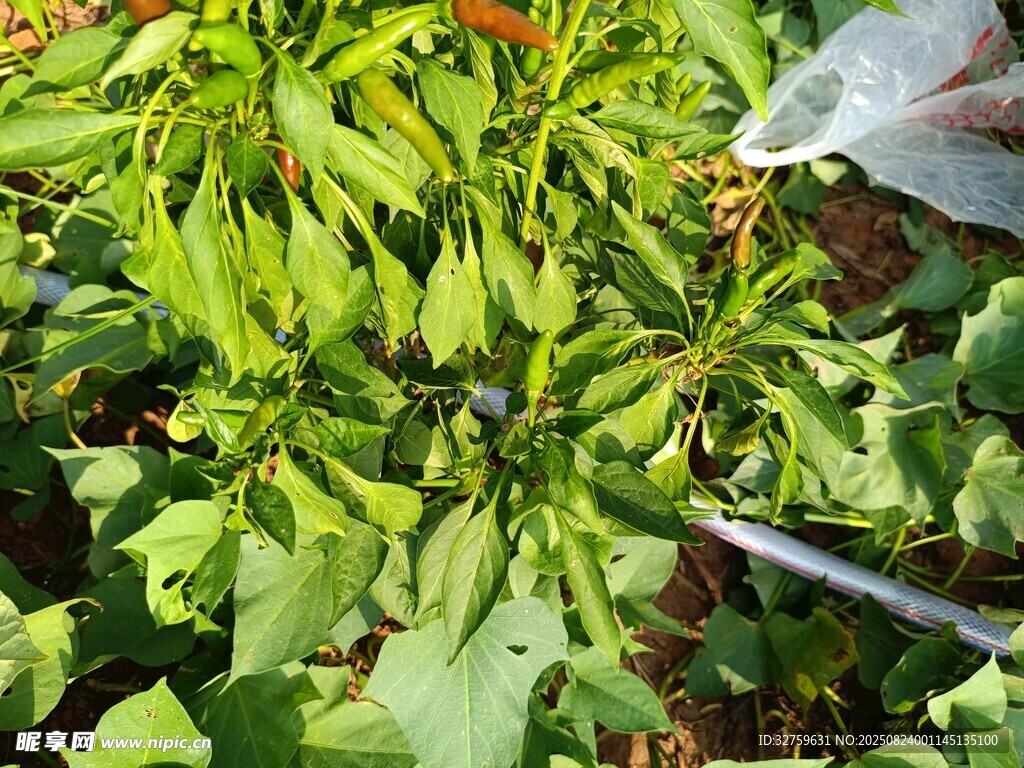 翠绿植物生机勃勃景象