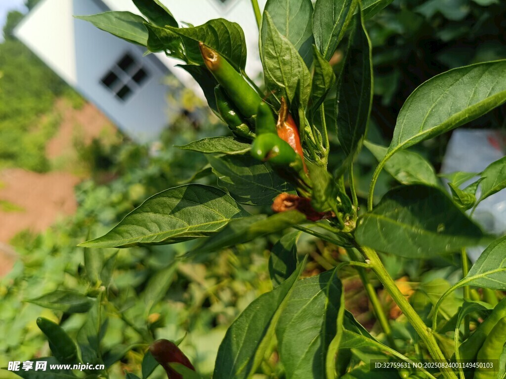 绿叶间的植物细节特写